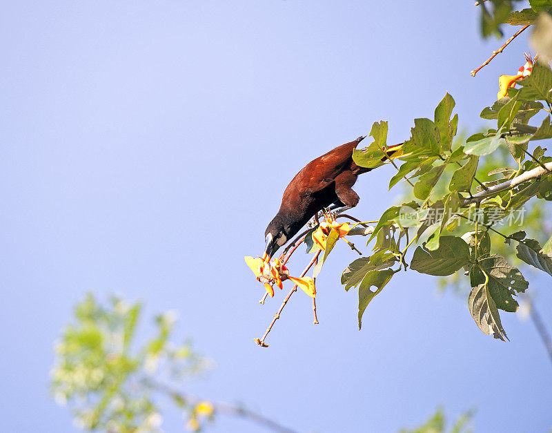 Montezuma Oropendola倾身寻找花朵，这是哥斯达黎加的一种外来物种